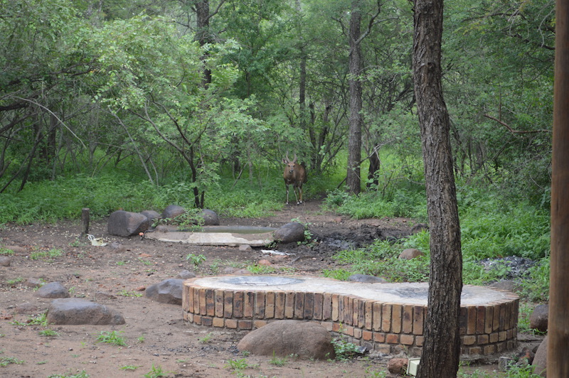 Simcha Lodge Animal-Watering-hole