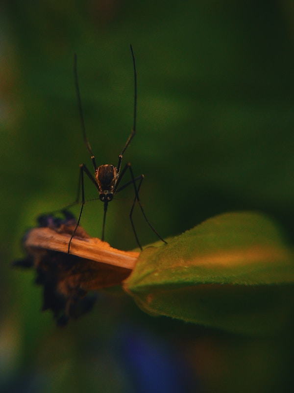 Simcha Lodge Malaria Precaution