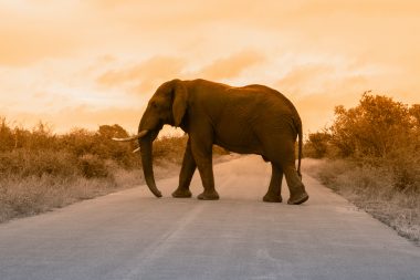 Simcha Lodge Wildlife