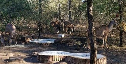 Simcha Lodge Salt-lick